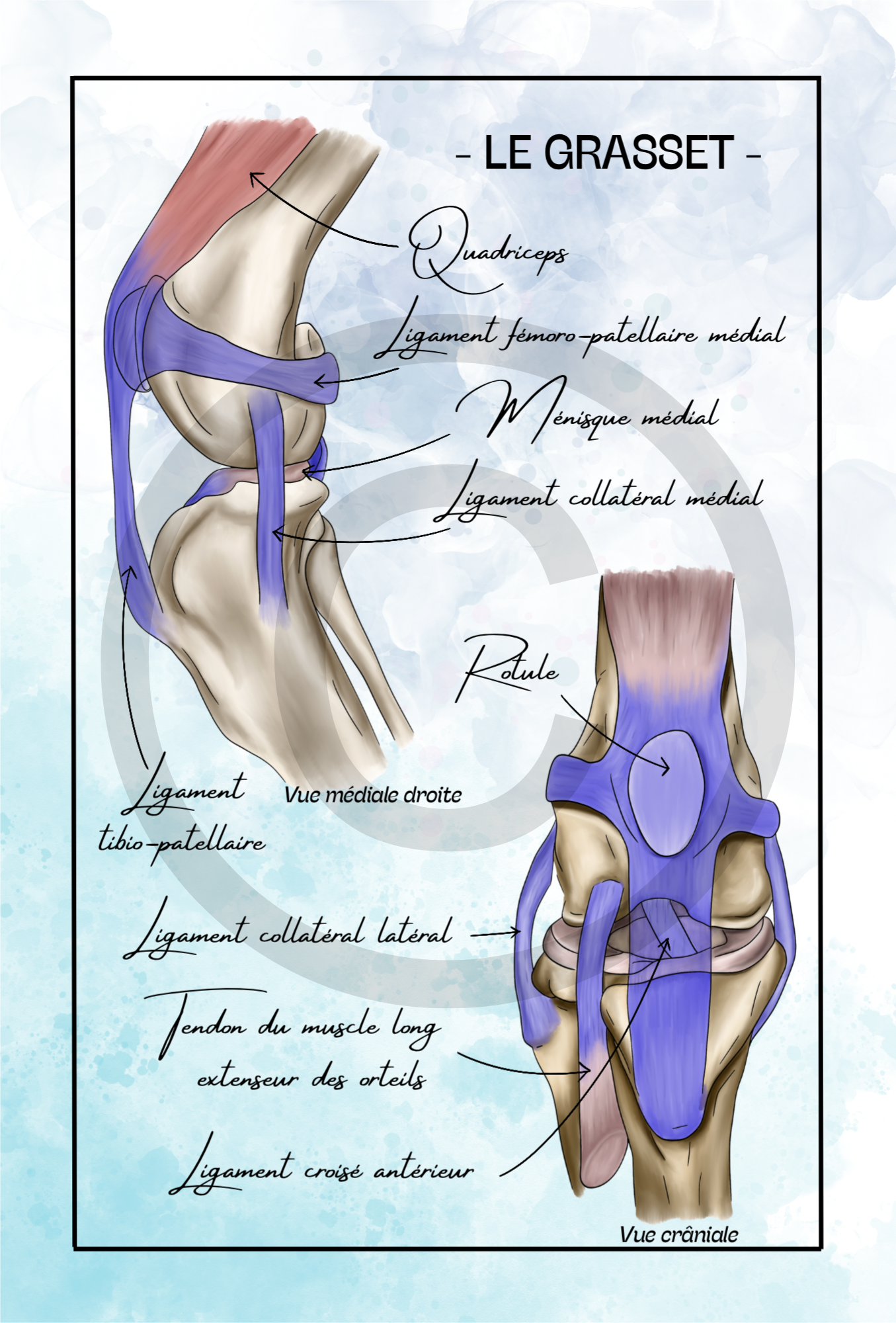 Pack Postérieur - 7 planches
