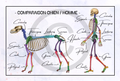 Squelette - Comparaison homme/chien