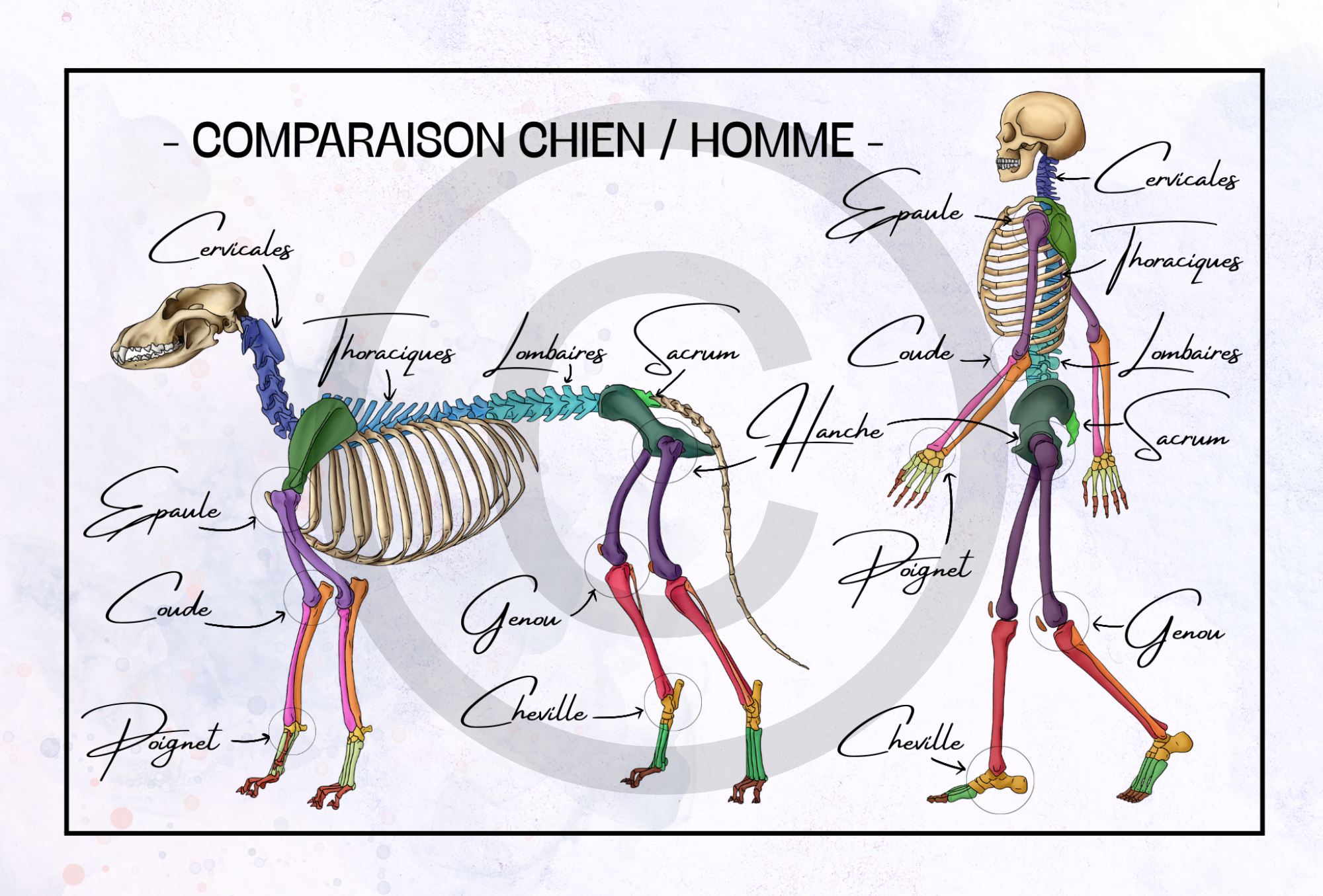 Squelette - Comparaison homme/chien