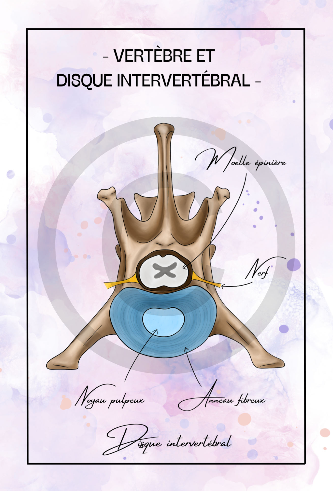 Vertèbre et disque intervertébral